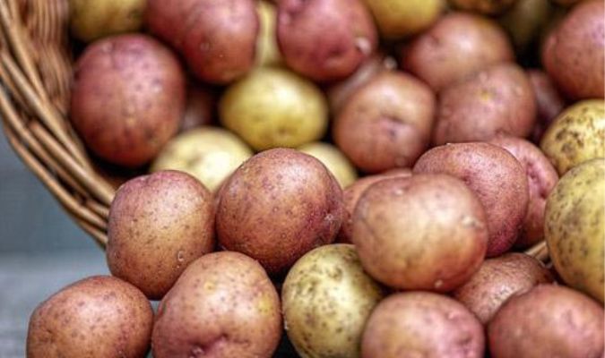 pomme de terre primeur à l'île de ré