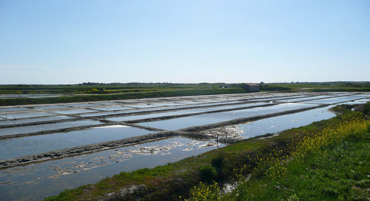 Marais salants de loix et visite de l'écomusée